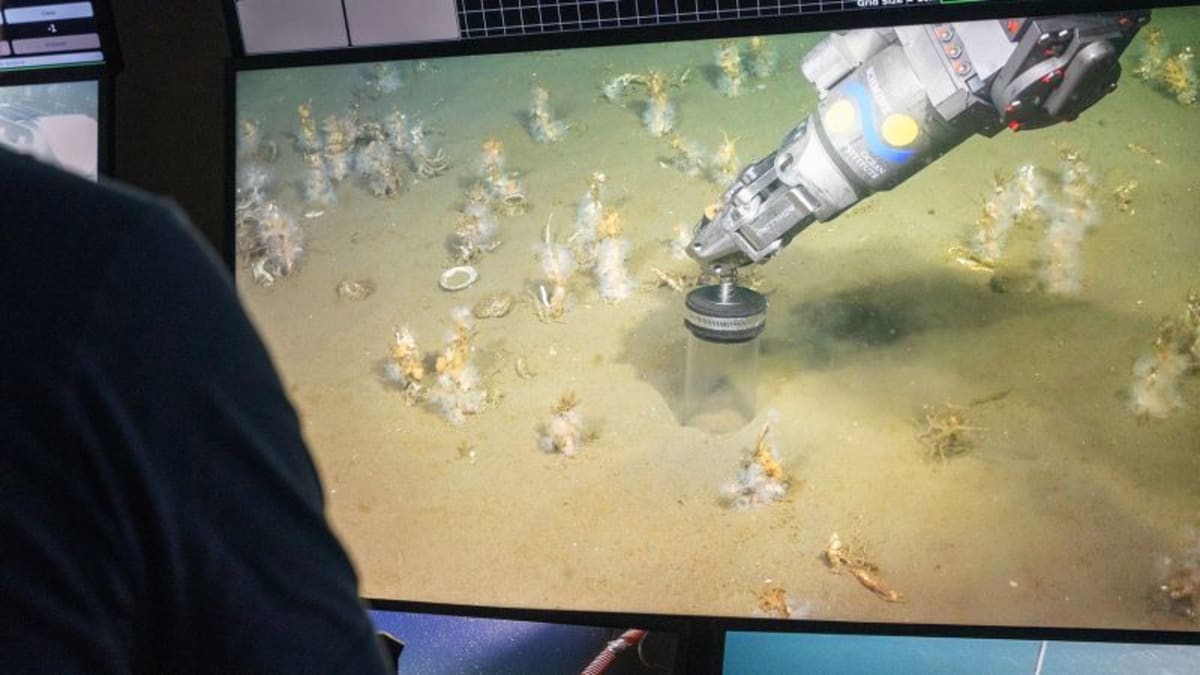 Microscopic view of ancient Asgard archaea microbes collected from coastal sediments