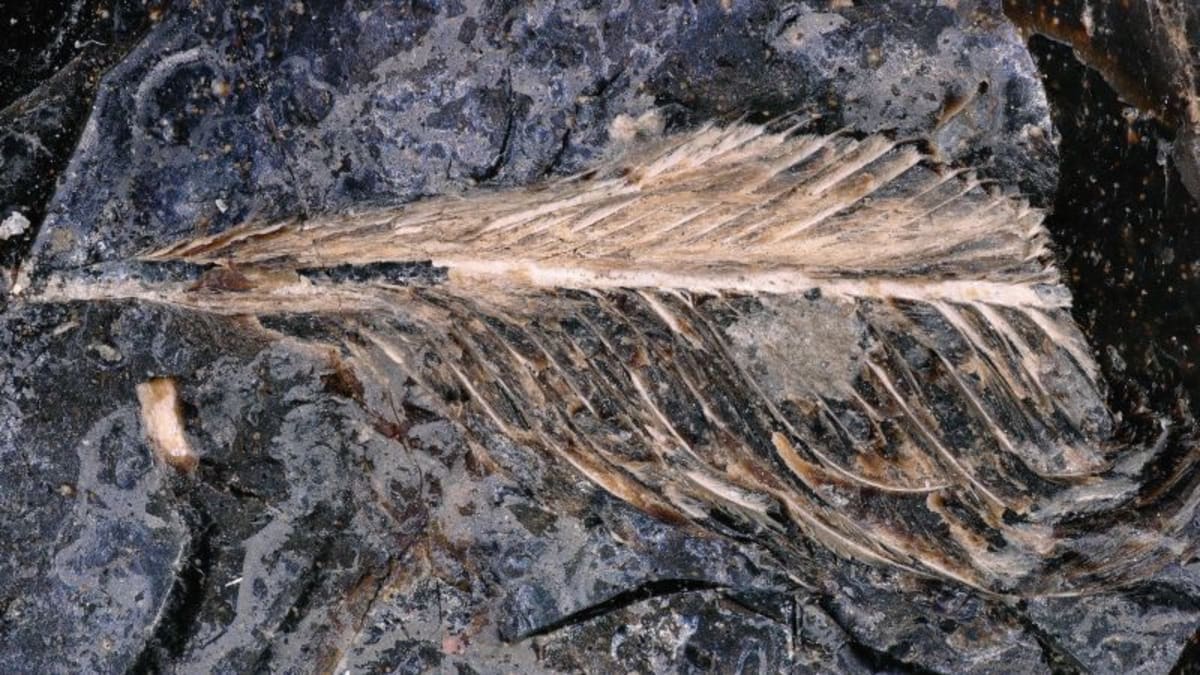 Tiny fossilized feather preserved in three dimensions inside ancient dinosaur coprolite specimen