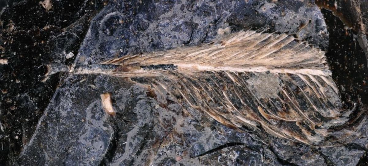 Dinosaur Poop Feather Reveals Why Modern Birds Survived - Image 4