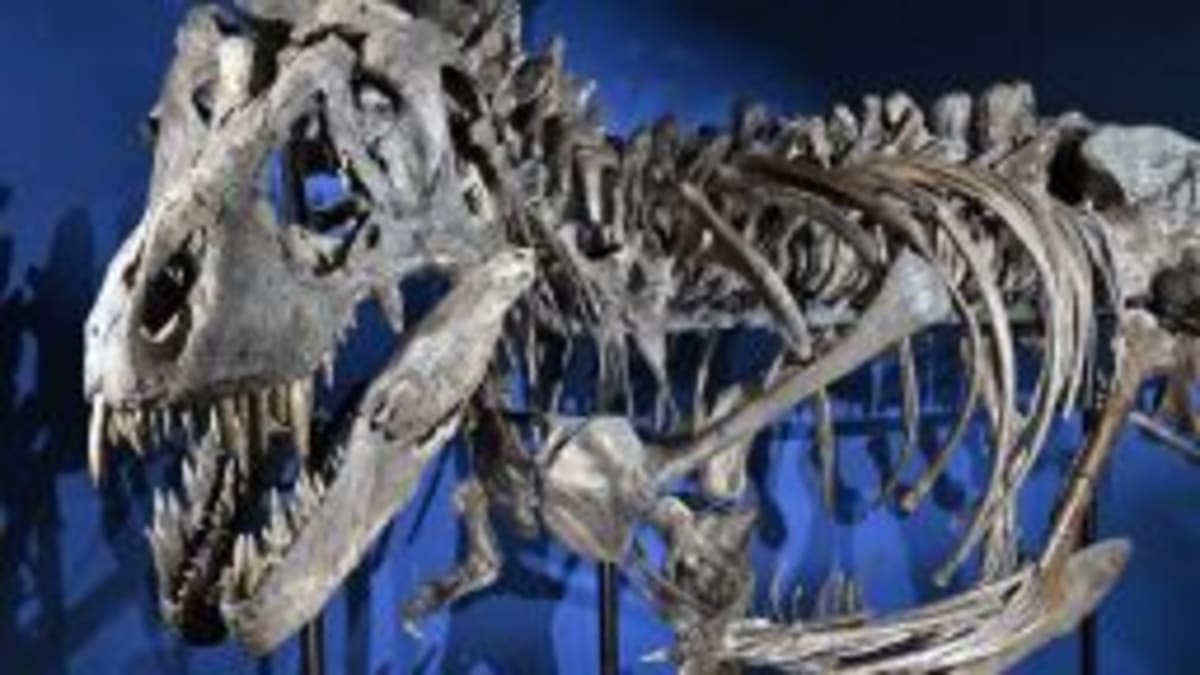 Scientists Crown New Ocean King: Meet Tylosaurus Rex - Image 3