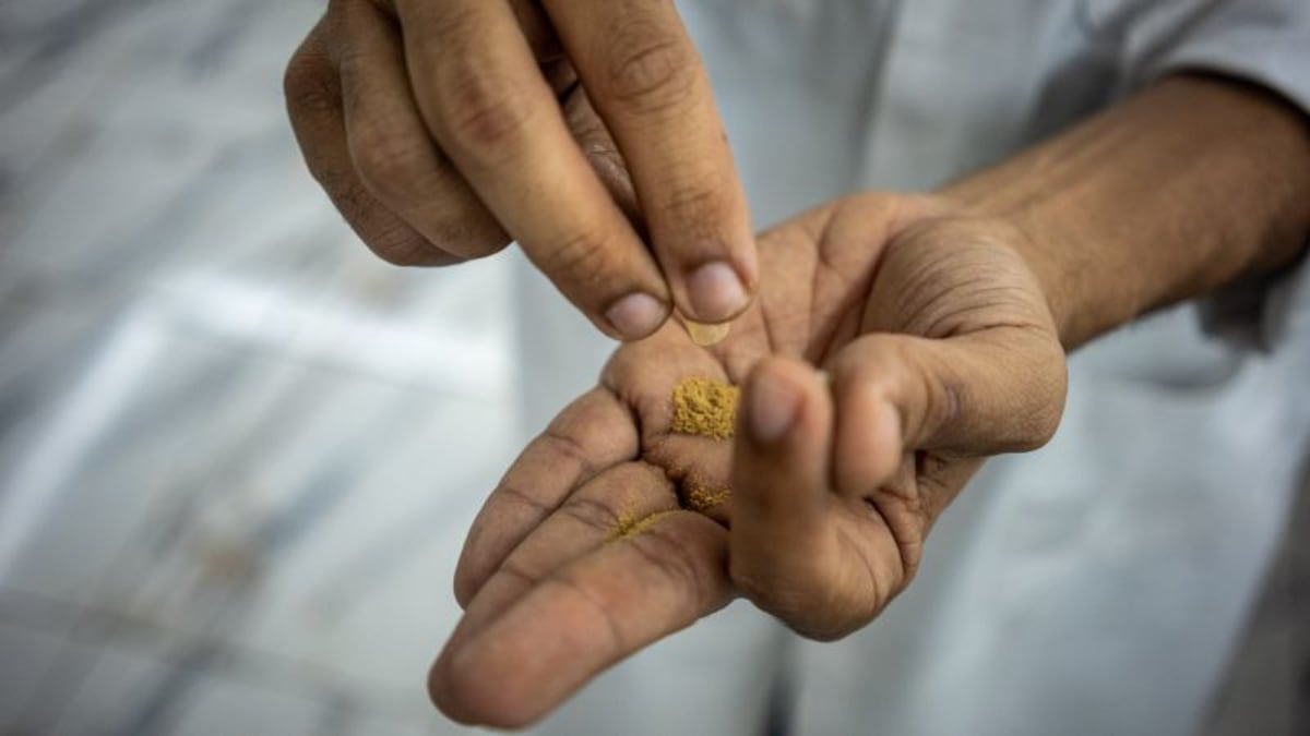 Iboga plant roots being harvested in Central Africa, source of ibogaine treatment compound