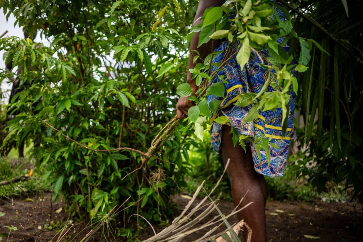 Trump Fast-Tracks Psychedelic Drug for PTSD and Depression - Image 3