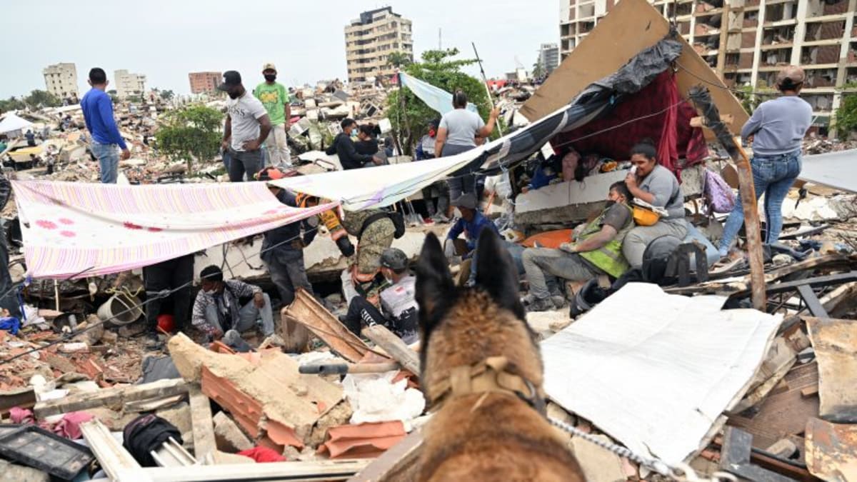 Brown and white border collie rescue dog searching through earthquake rubble in Venezuela
