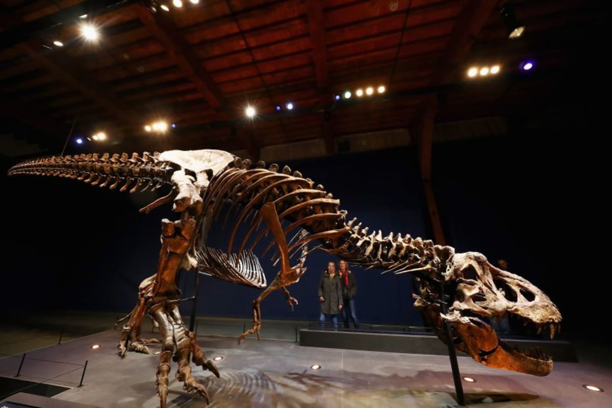 Scientists Solve the 100-Year Mystery of T. Rex's Tiny Arms - Image 2
