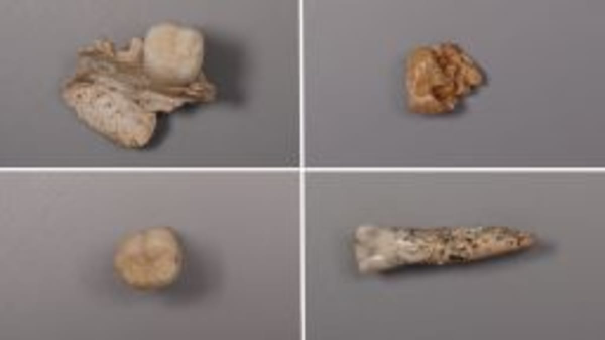 Scientists Find Two 'Ghost' Ancestors in Our DNA - Image 4