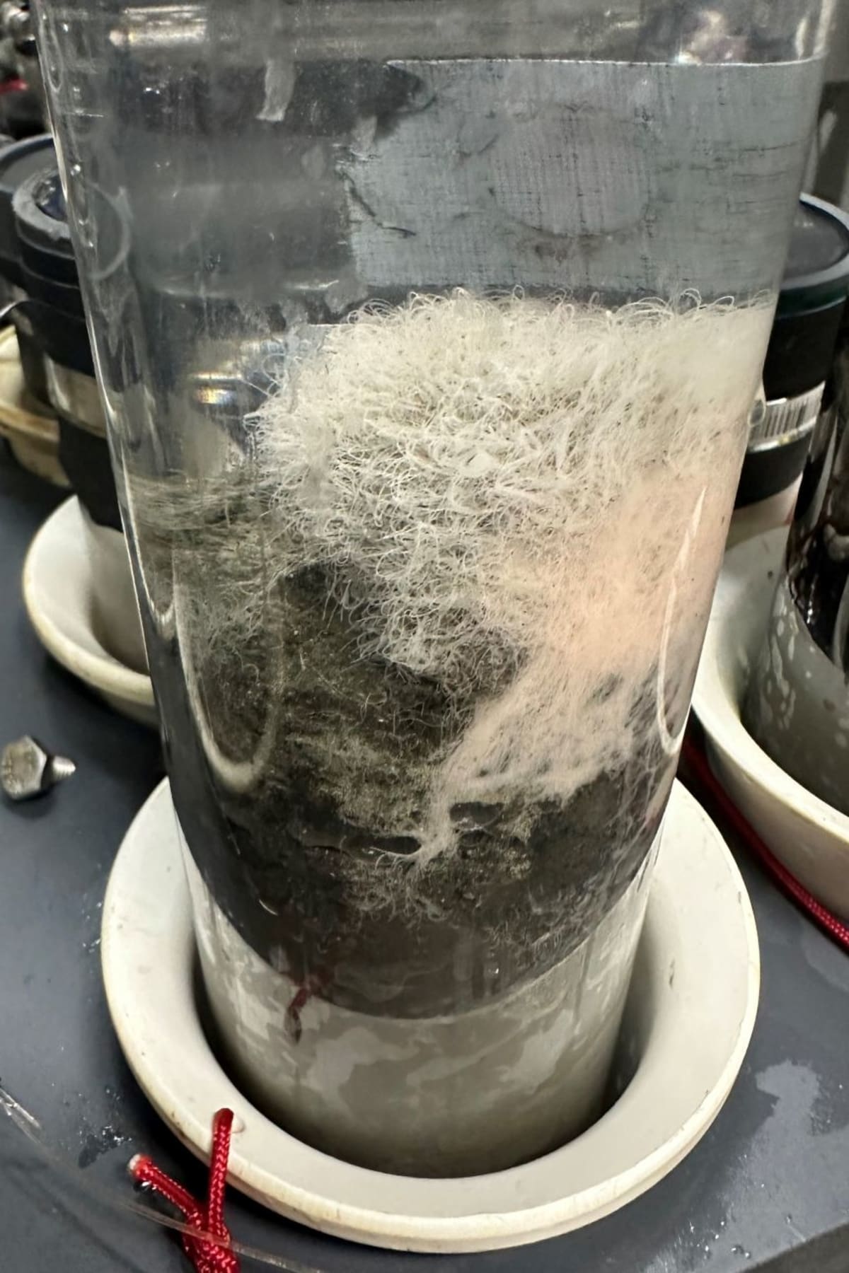 Scientists Find Microbes That May Explain Complex Life - Image 3