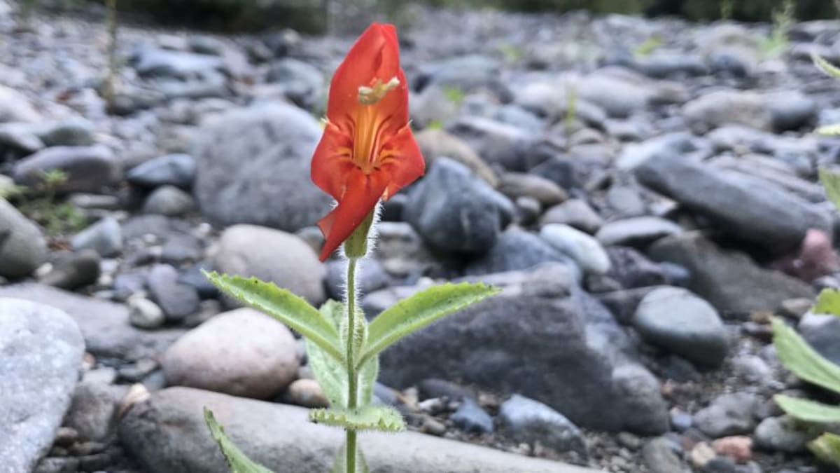 California Wildflower Evolves to Survive Mega-Drought