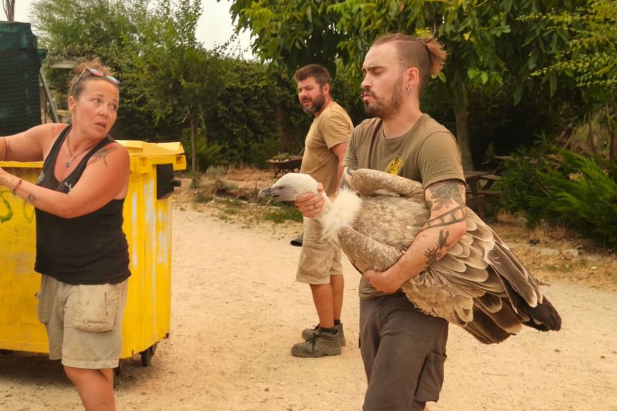 Spain Saves Thousands of Animals From Raging Wildfires - Image 3