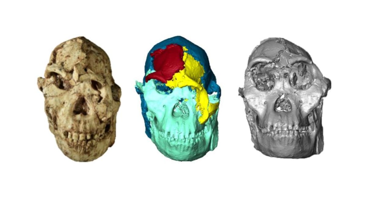 Scientists Reveal 3.67 Million-Year-Old Ancestor's Face - Image 3