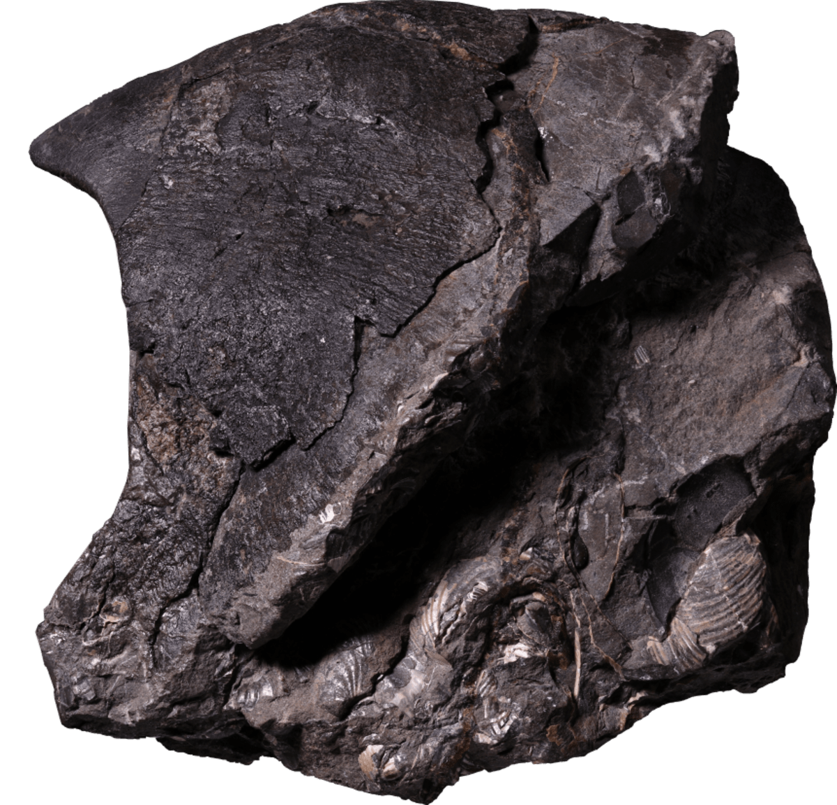 Giant Octopuses Ruled Ancient Seas 100 Million Years Ago - Image 4