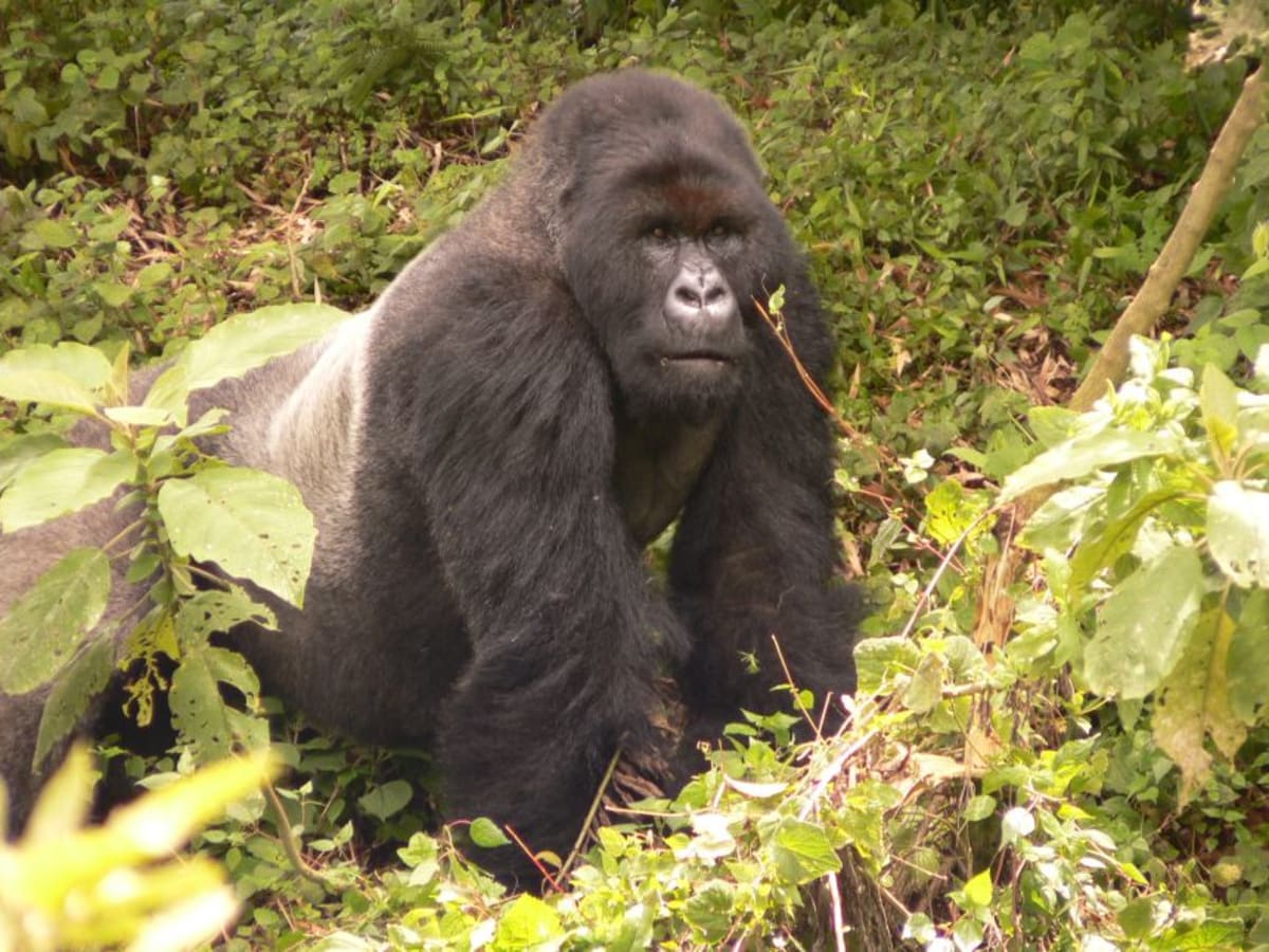 Mountain Gorillas Rebound from 250 to Over 1,000 - Image 5