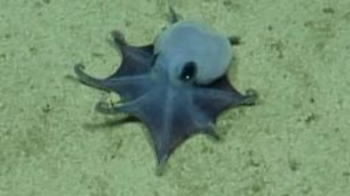 Sea Cucumber Body Parts Survive 3+ Years After Removal - Image 3