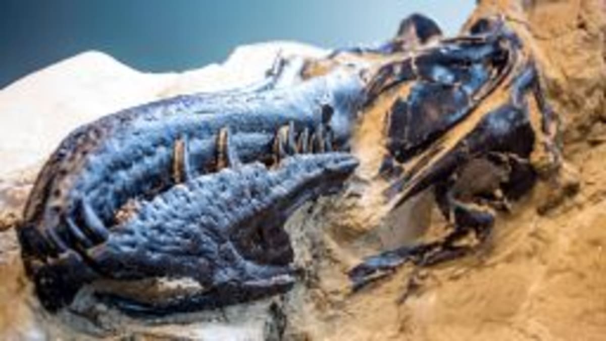 Scientists Solve the 100-Year Mystery of T. Rex's Tiny Arms - Image 3