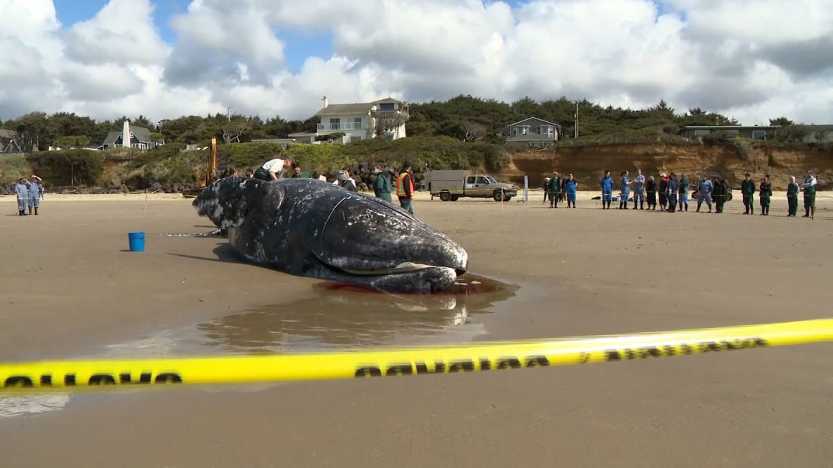 325,000 Volunteers Power Red Cross Disaster Relief - Image 3