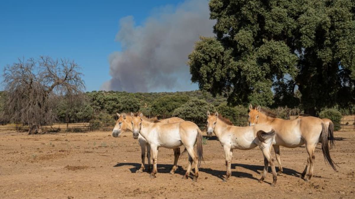 Spain Saves Thousands of Animals From Raging Wildfires