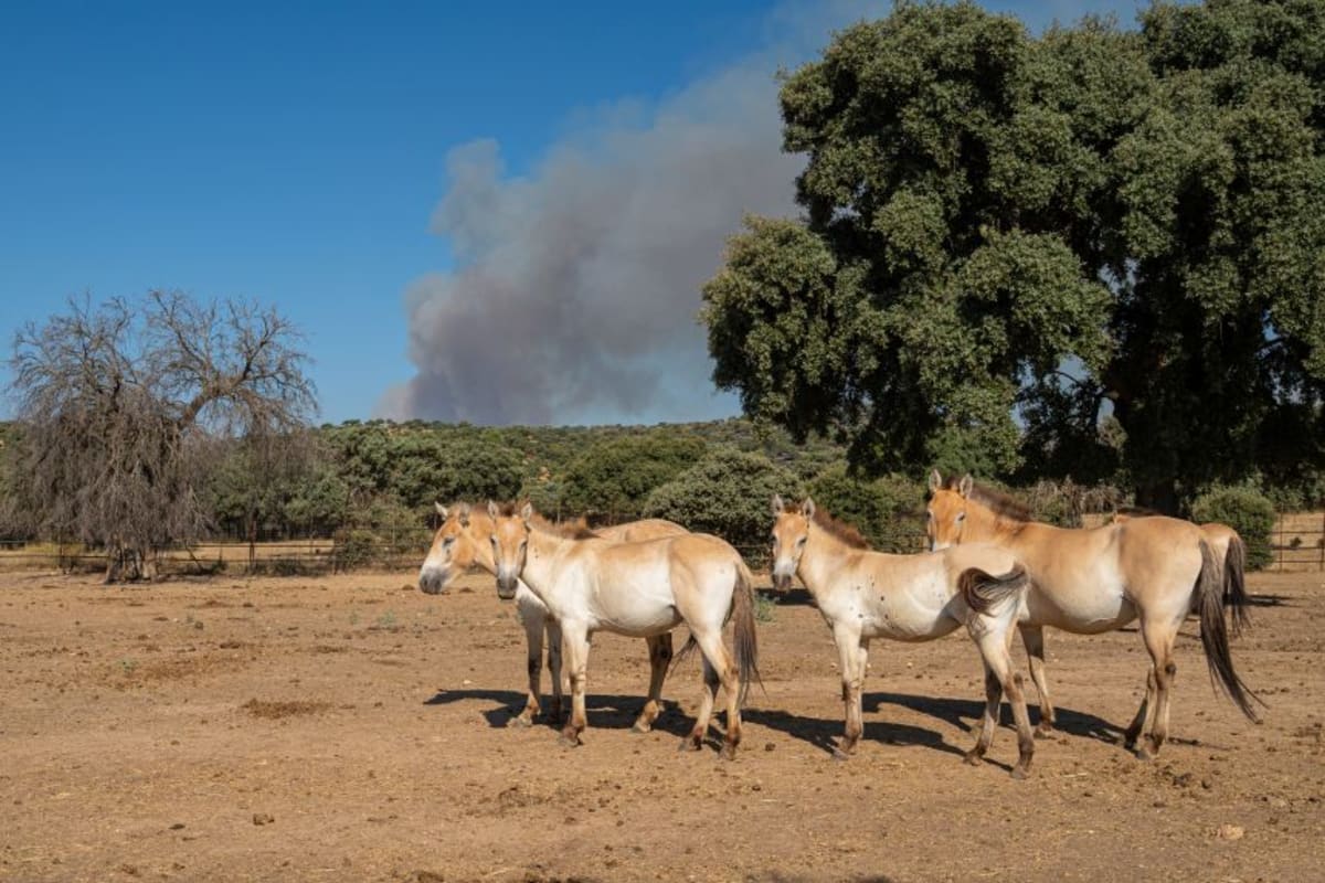 Spain Saves Thousands of Animals From Raging Wildfires - Image 2