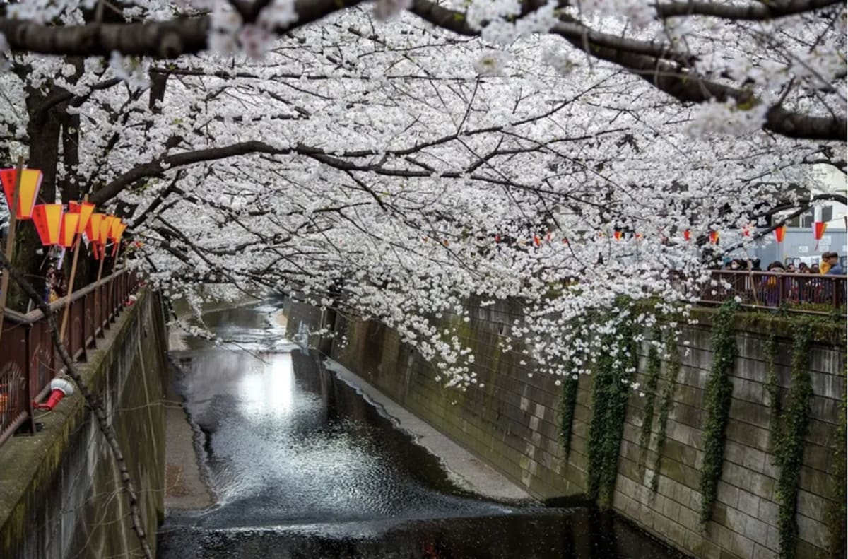 Tokyo Bridge Gets Creative Fix for Cherry Blossom Crowds - Image 2