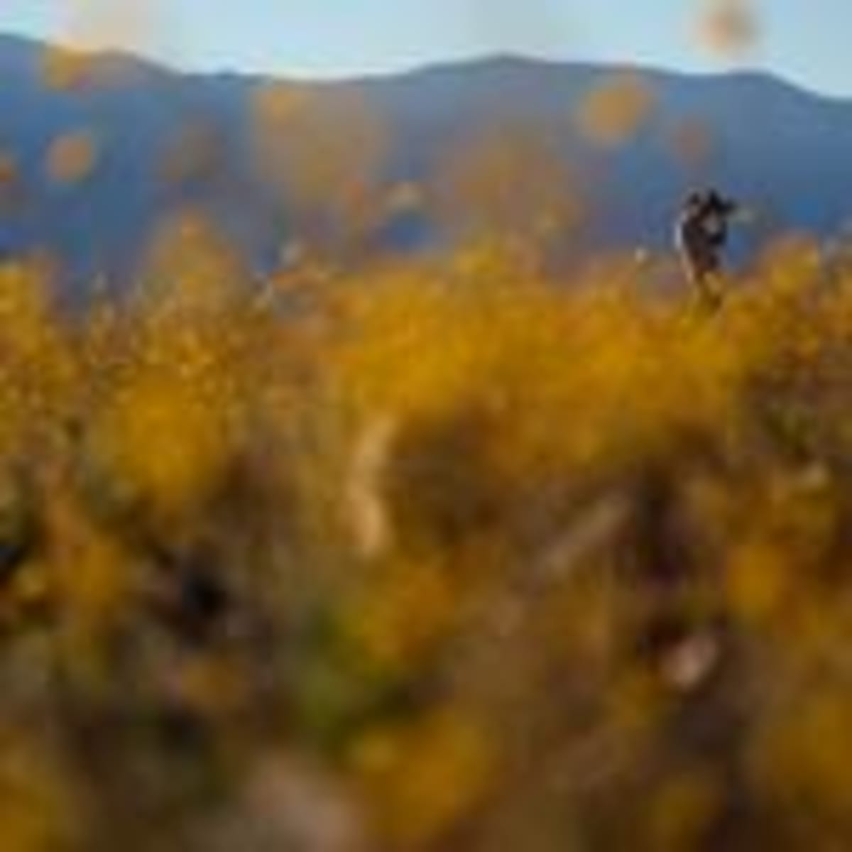 LA 2028 Olympics Unveils Wildflower-Inspired Design - Image 3