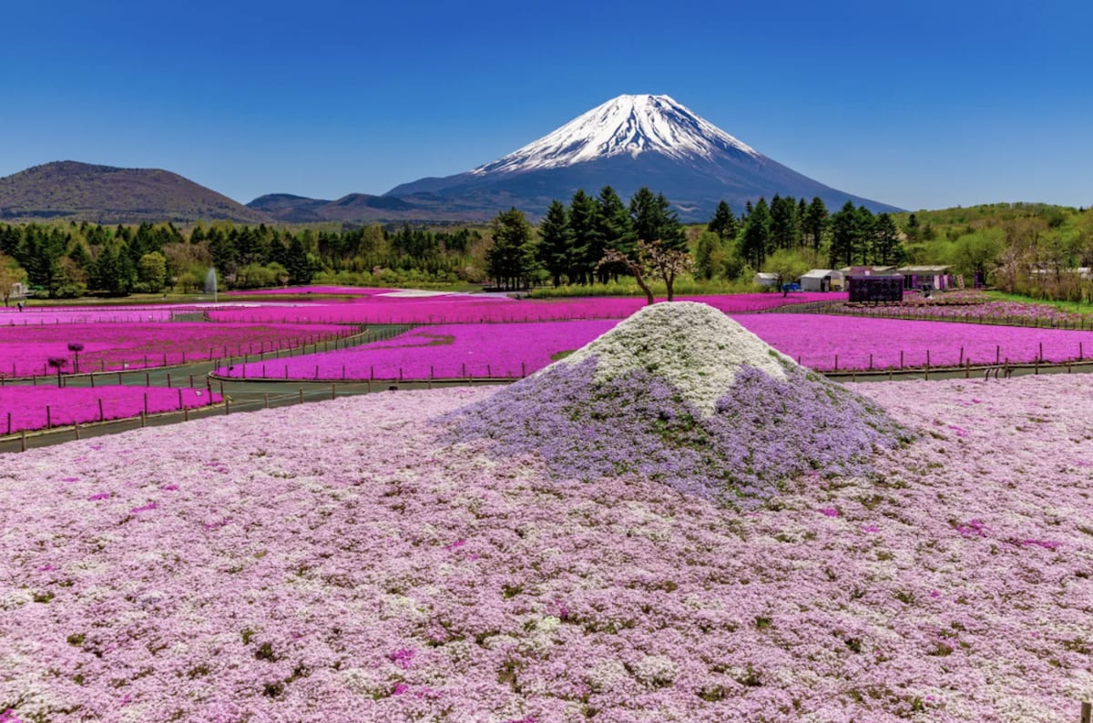 Pink and purple moss phlox flowers carpeting ground with snow-capped Mount Fuji behind