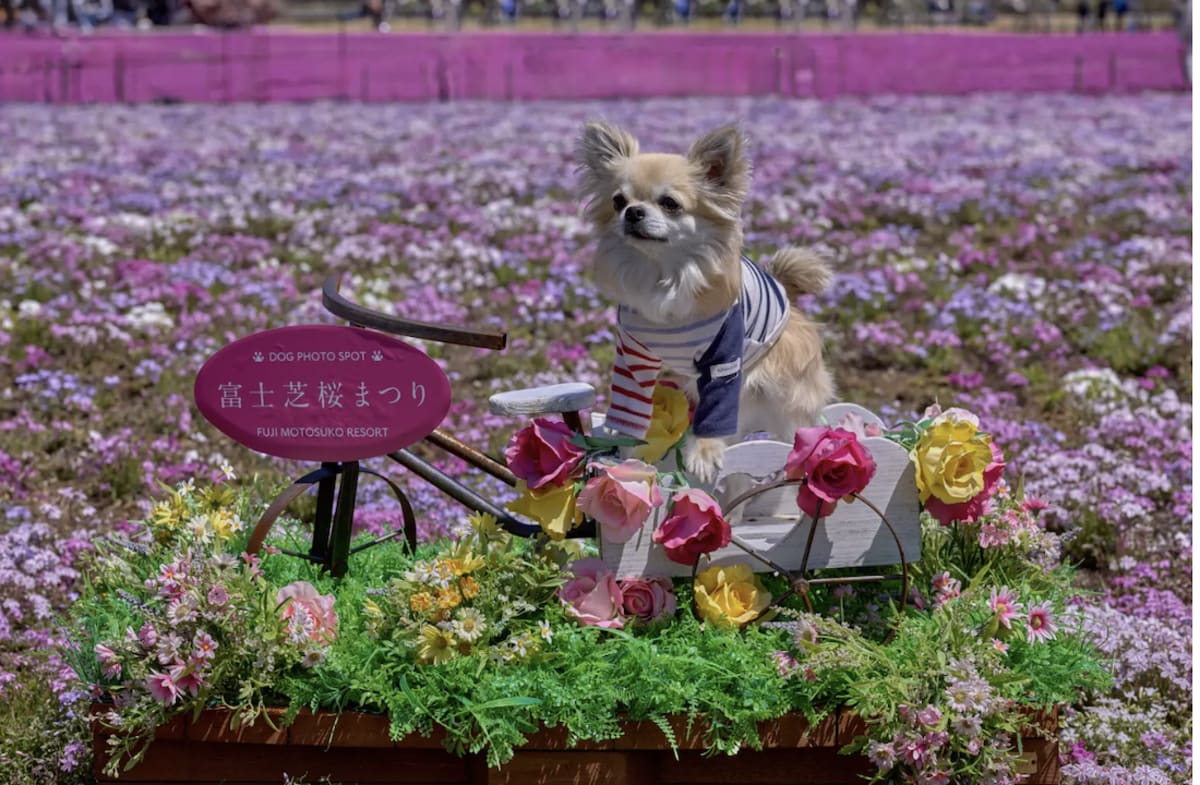 500,000 Flowers Bloom at Mount Fuji Through May - Image 3