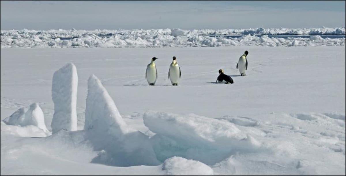 60 Nations Meet to Save Endangered Emperor Penguins - Image 2