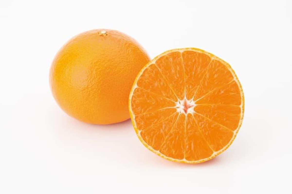 ** Perfect orange-red Beni Princess citrus fruit from Ehime Prefecture, Japan's newest hybrid variety
