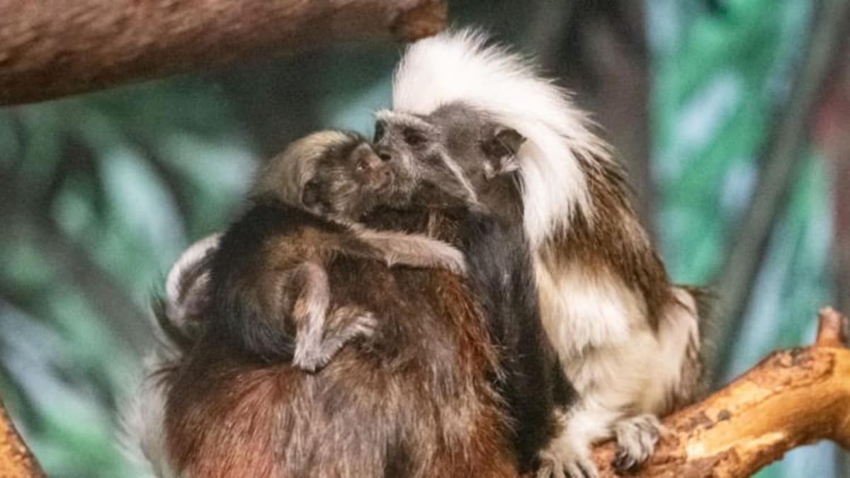 Duluth Zoo Welcomes Rare Tamarin Twins to Save Species - Image 2