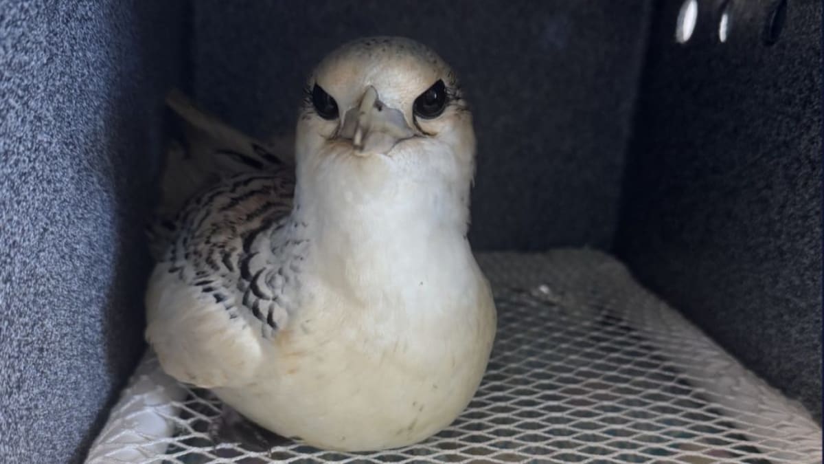 Healthy juvenile white-tailed tropicbird with vibrant white feathers recovering at Save Our Shearwaters rehabilitation center