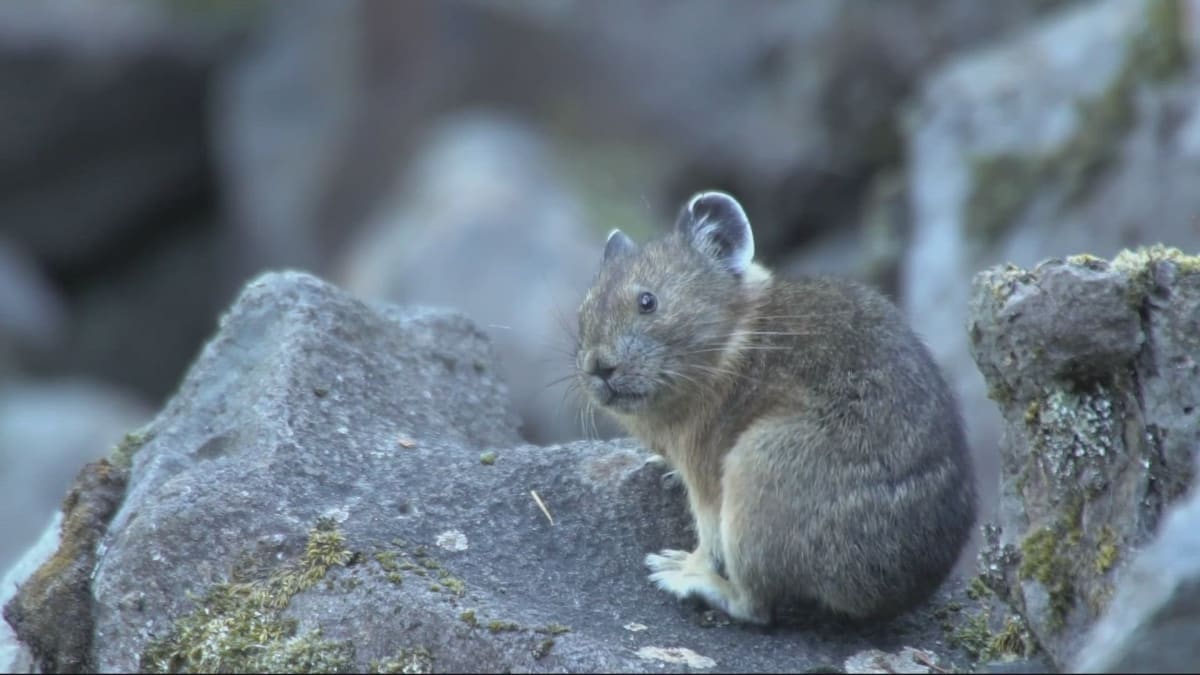 Oregon Zoo Recruits Volunteers to Save Mountain Pikas - Image 2