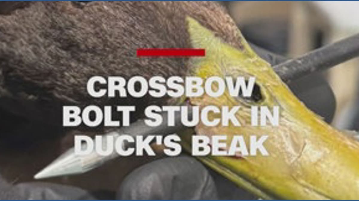 Massachusetts Rescue Saves Duck Shot with Crossbow Bolt - Image 2