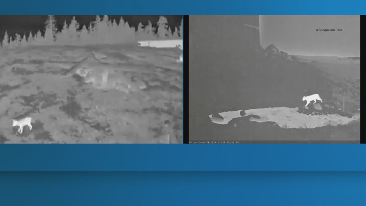 AI Cuts Wildlife Tracking Time from Months to Days
