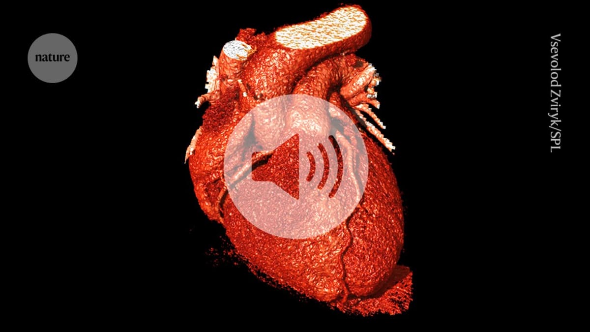 Magnetic Gel Seals Hearts, Prevents Strokes After Surgery