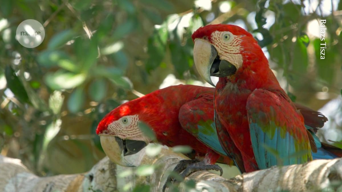 ** Vibrant red-and-green macaw perched on branch, native species to Amazon rainforest