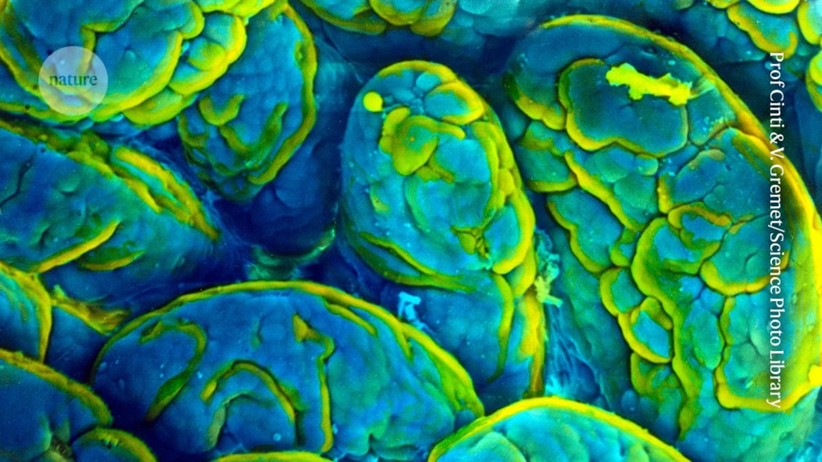 Gut Bacteria Reversal Could Restore Memory in Older Adults