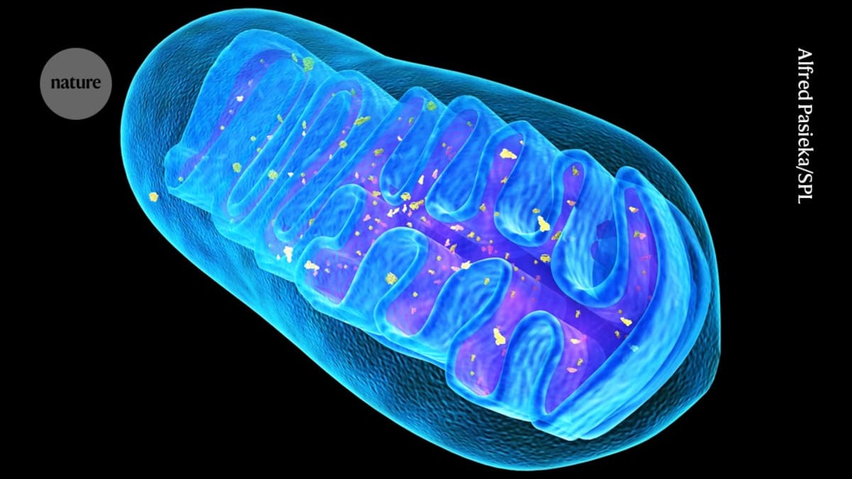Scientists Cloak Mitochondria to Treat Deadly Disease in Mice