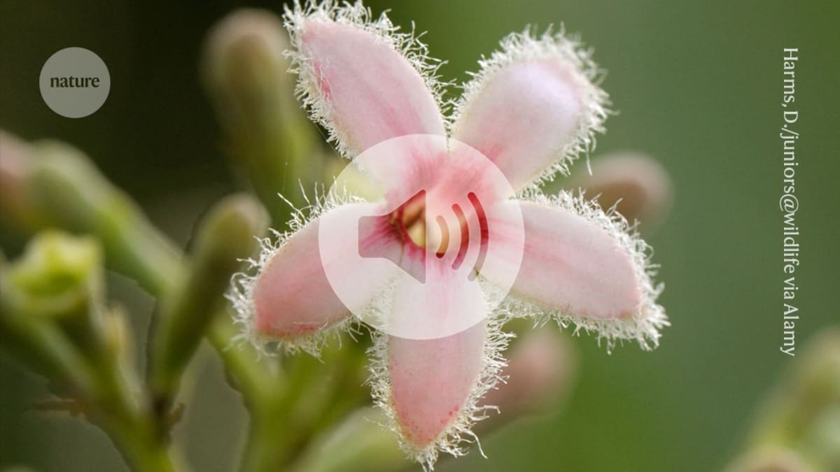 Close-up of cinchona tree bark, natural source of quinine used in malaria treatment