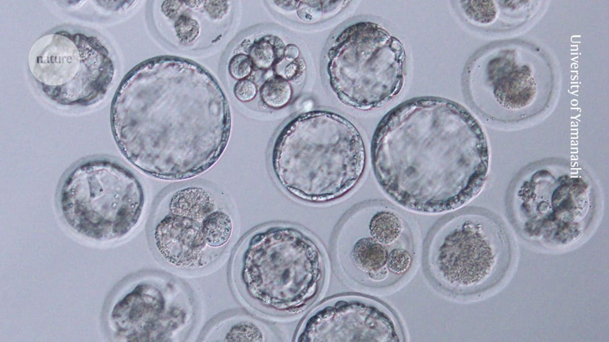 Scientists Clone Mice 58 Generations, Discover Key Limit