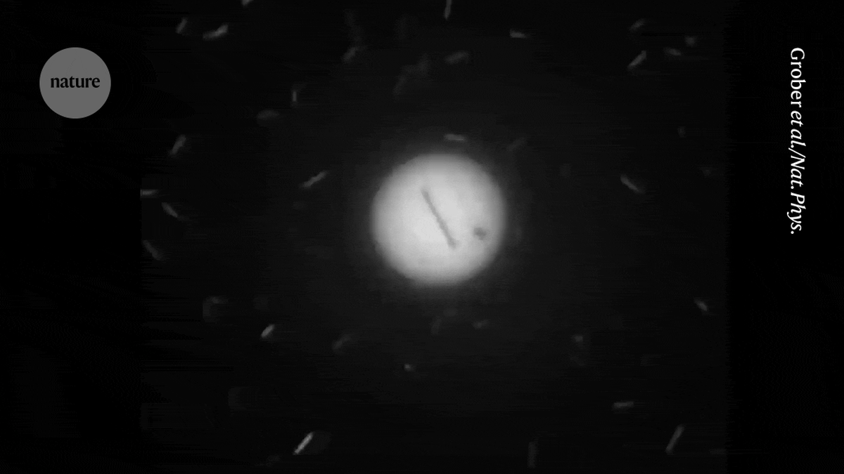Bacteria Spin Microscopic Pucks Without Touching Them