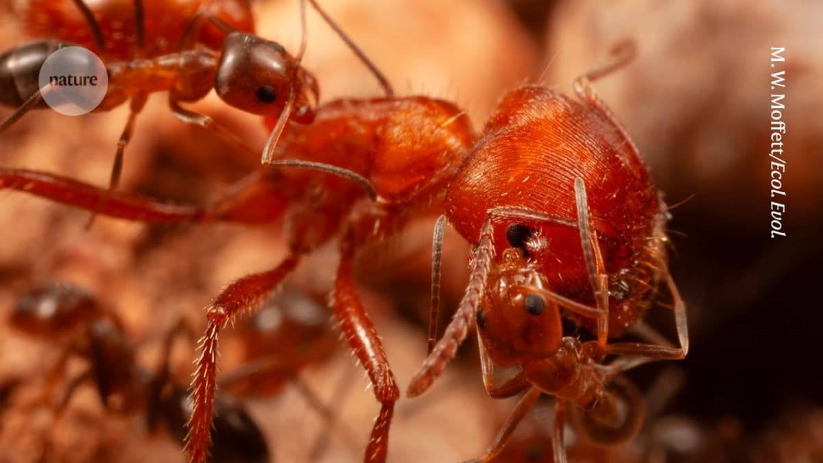 Small Dorymyrmex ants grooming the face and body of a much larger harvester ant