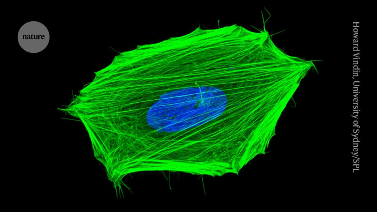 Scientists Create Tiny Thermometer for Inside Living Cells
