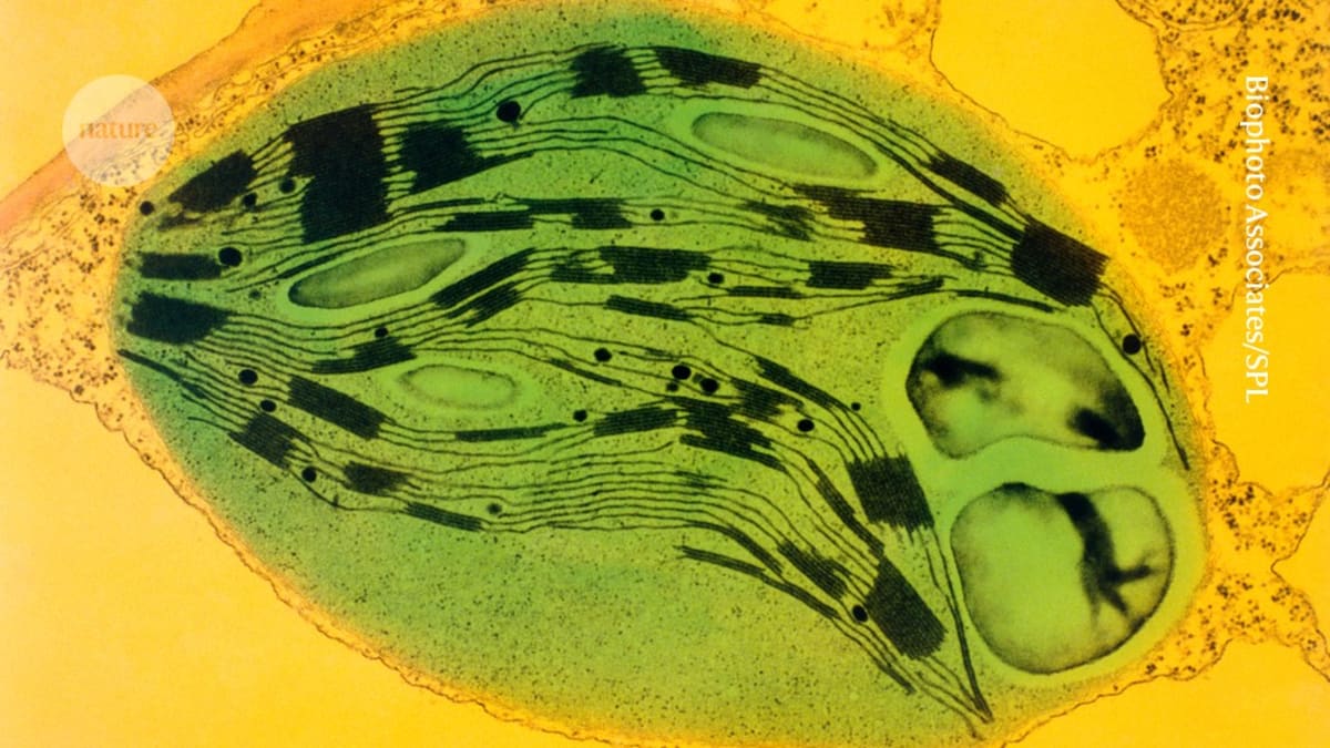 Scientists Give Mouse Eyes Plant Power to Fight Disease