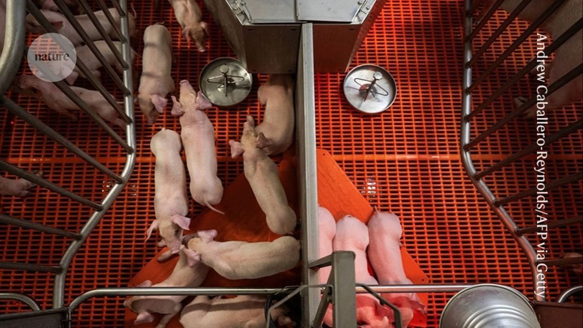 Genetically modified pig at research farm, bred specifically for organ transplant procedures