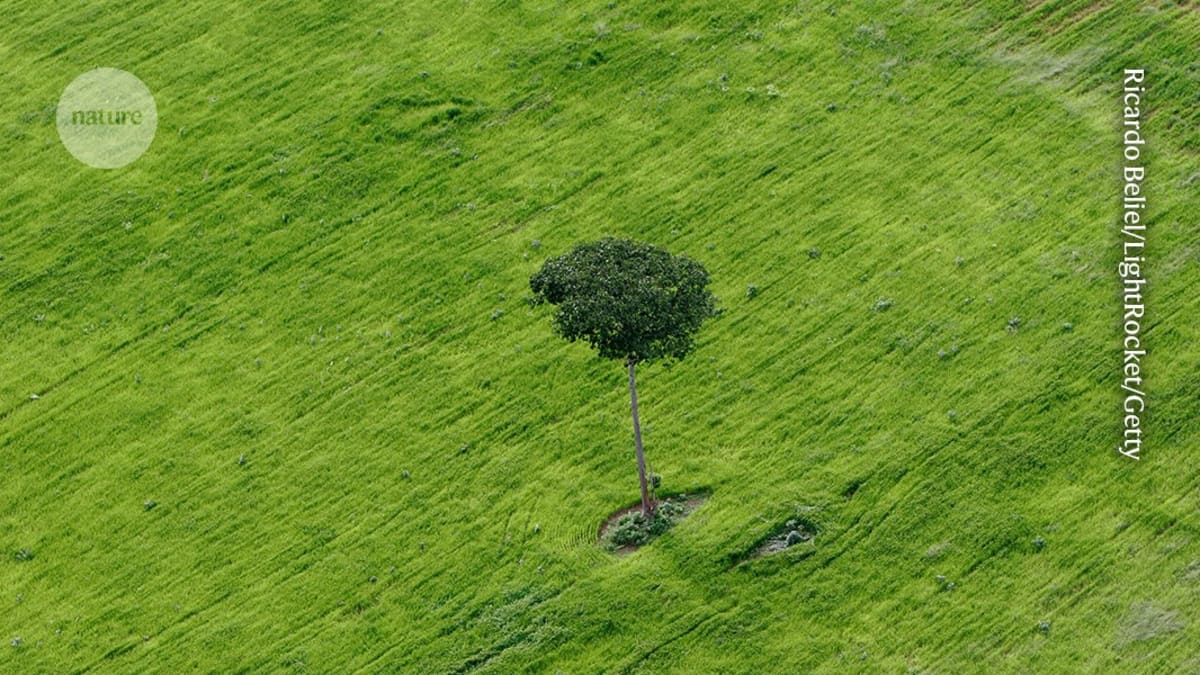 Aerial view of lush Amazon rainforest canopy with green trees stretching to horizon