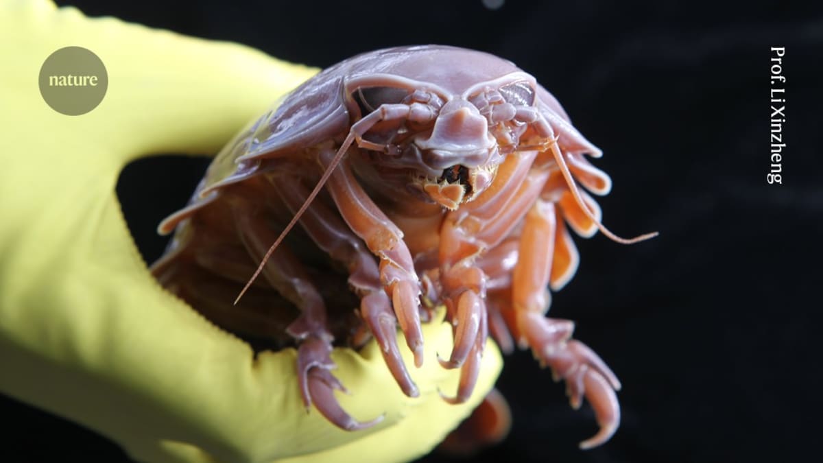 Giant supergiant isopod on ocean floor showing its impressive 50 centimeter length