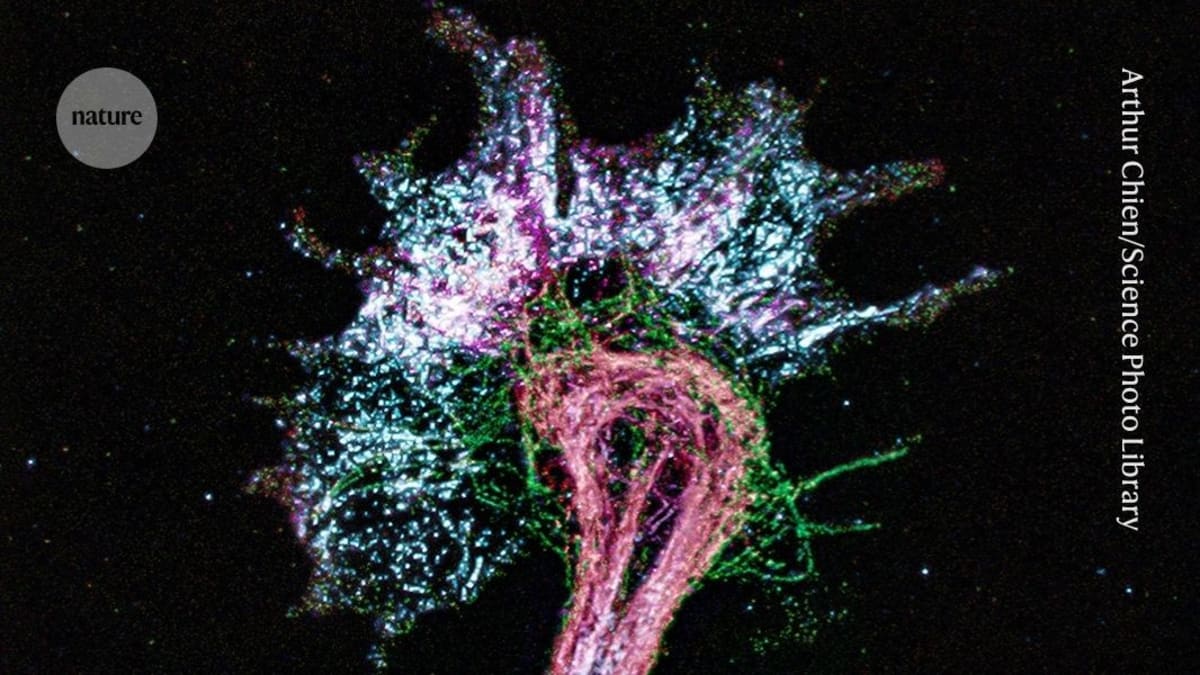 Microscopic image showing expanded nerve cell revealing detailed structures through fluorescence microscopy imaging