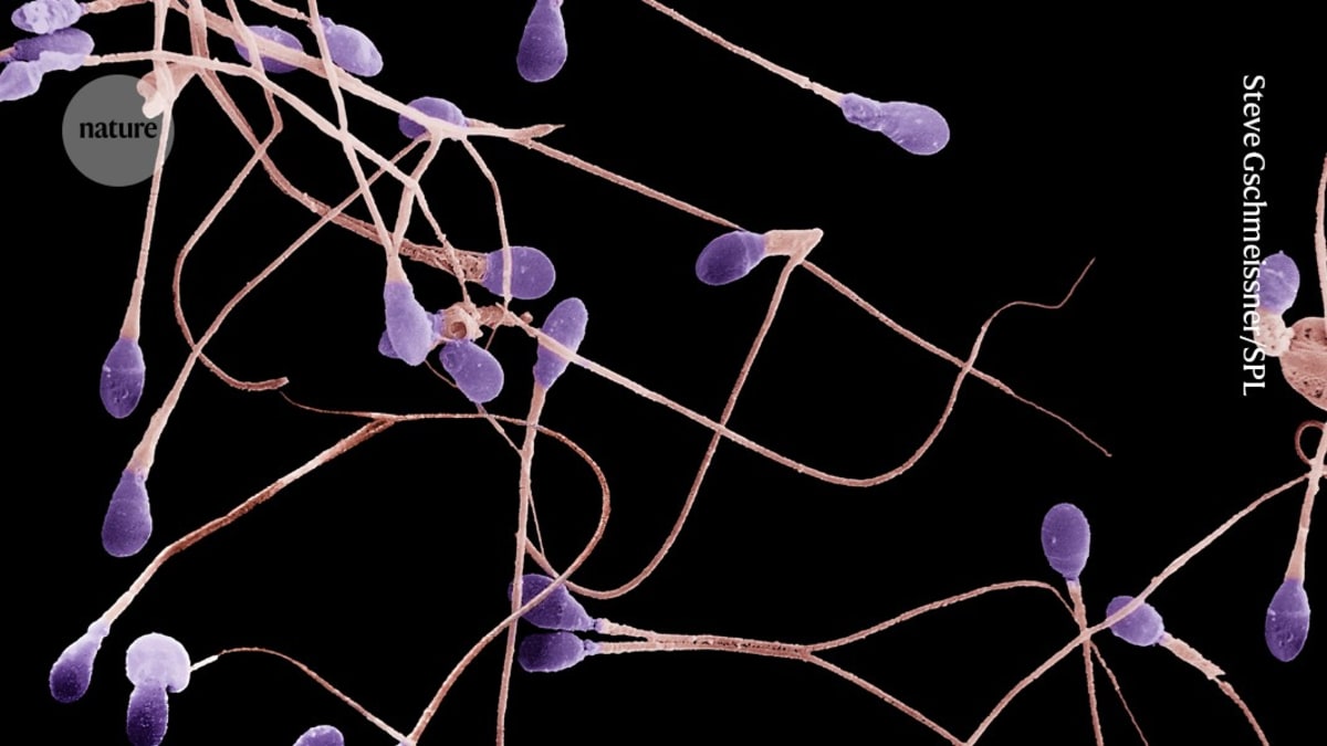 Microscopic view of healthy human sperm cells showing improved quality and shape