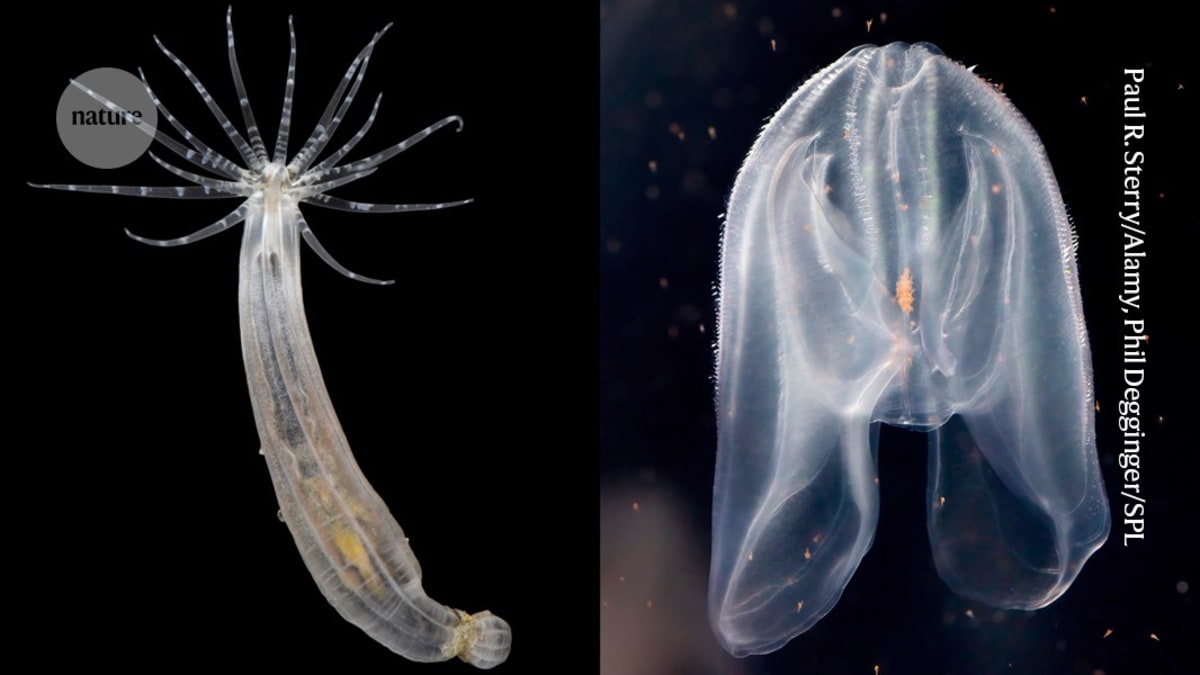 Split image showing translucent comb jelly and starlet sea anemone used in cell transplant experiment
