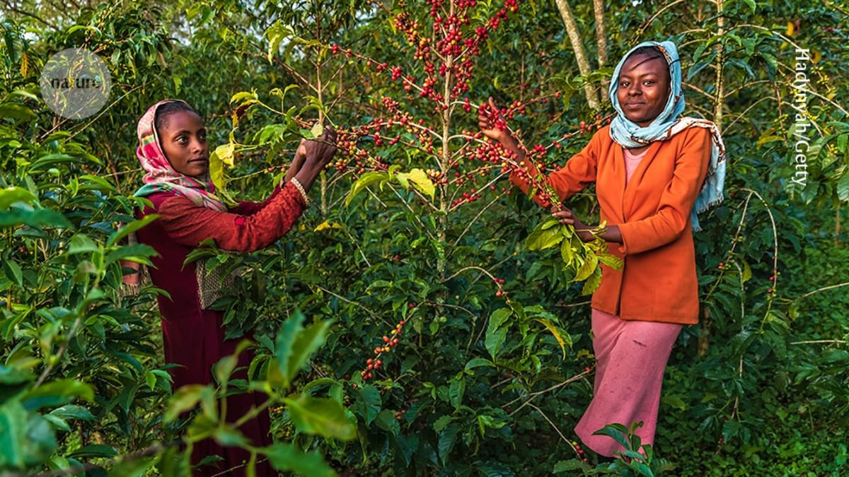 Scientists Rescue Coffee from Climate Threat with New Species