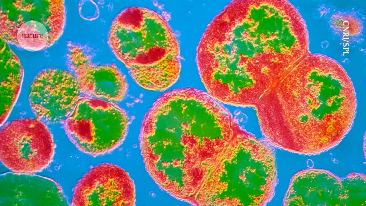 AI Discovers New Antibiotics for Drug-Resistant Gonorrhea