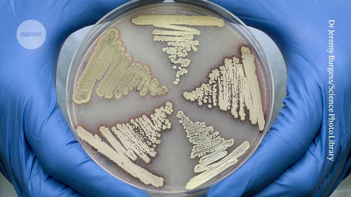 Microscopic view of Streptomyces soil bacteria that produce multiple antibiotic compounds naturally